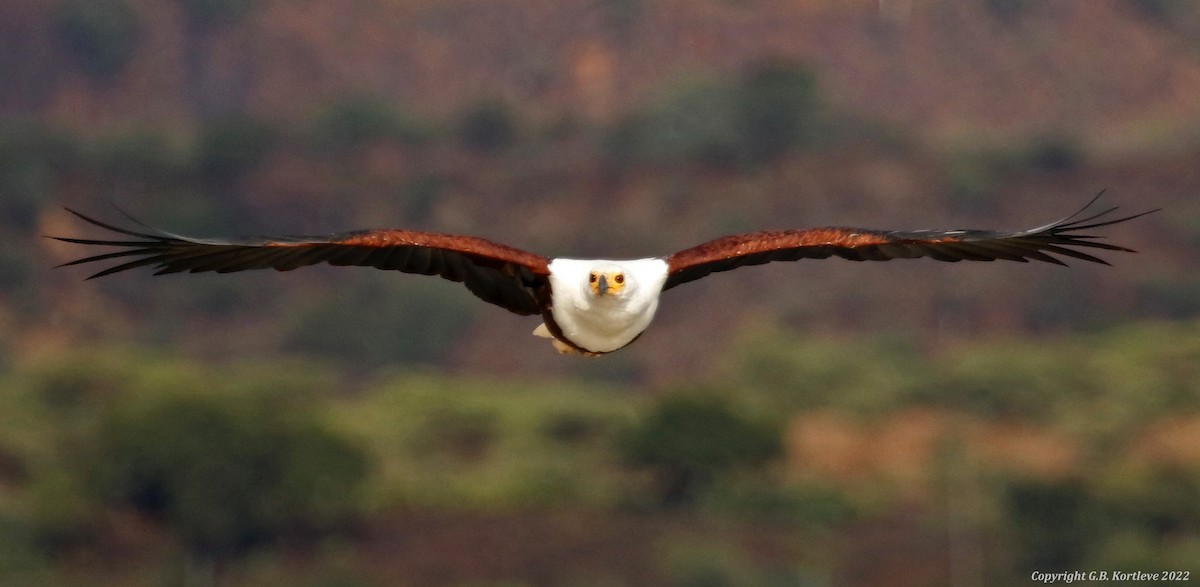 African Fish-Eagle - ML478549671