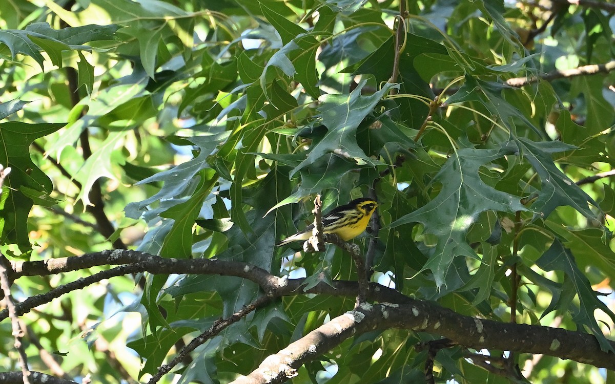 ML478557121 - Blackburnian Warbler - Macaulay Library