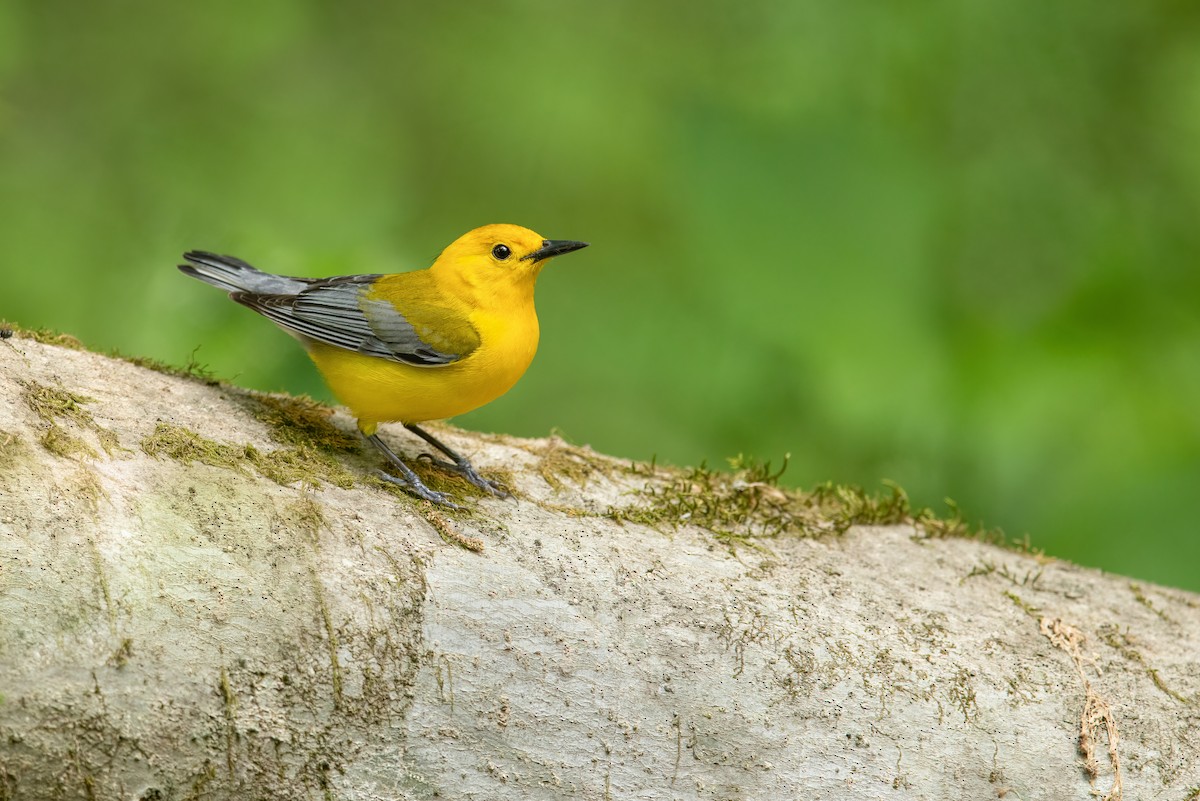 Prothonotary Warbler - ML478557251