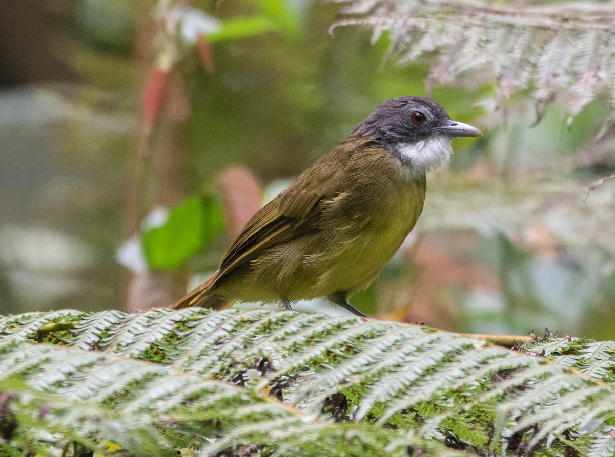 Red-tailed Greenbul - ML478559801