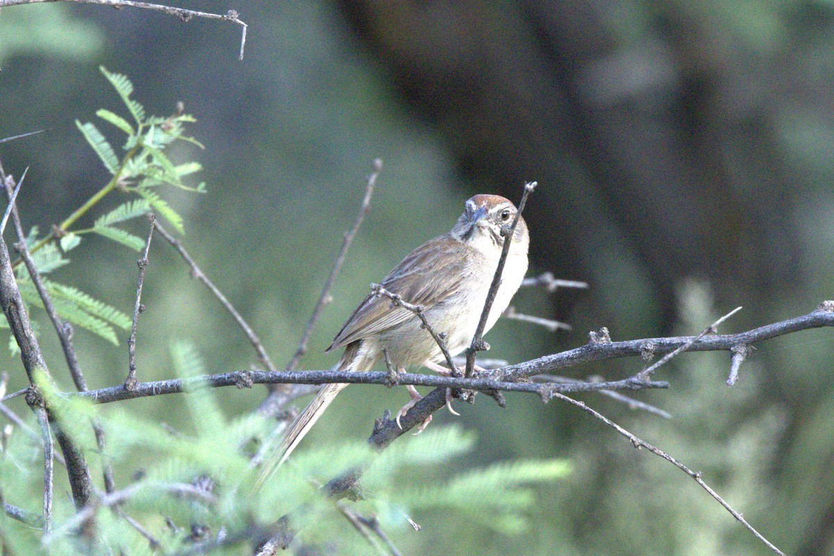 Rufous-crowned Sparrow - ML478561931