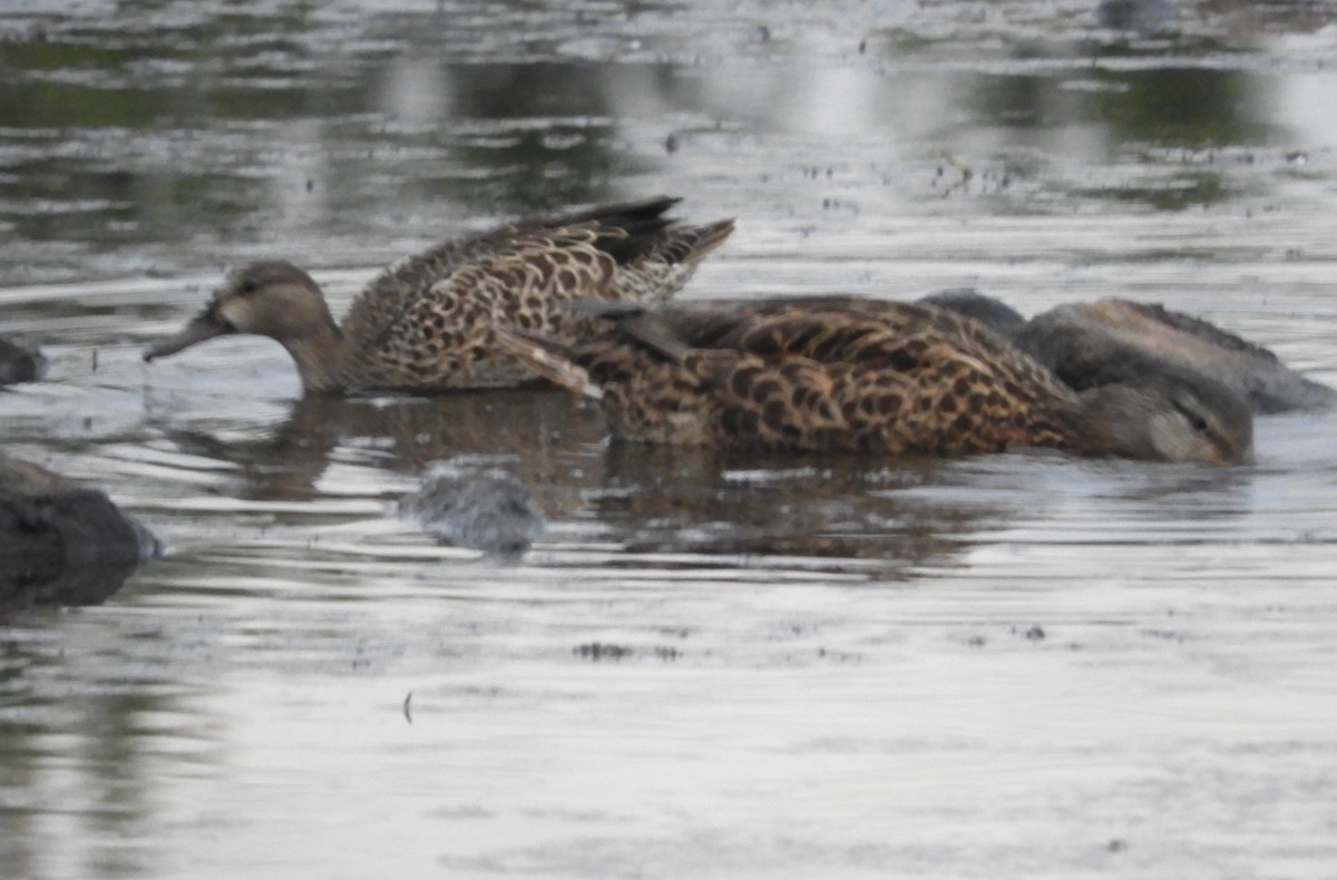 Blue-winged Teal - ML478562691