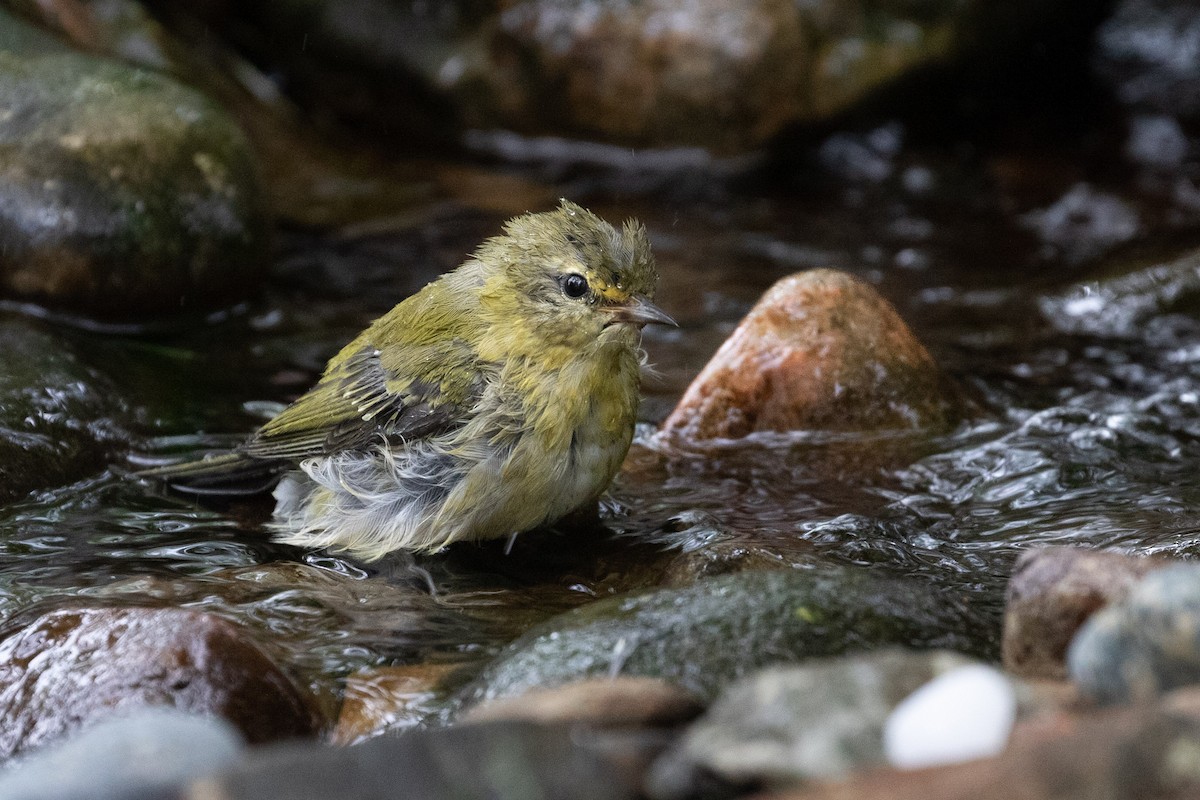 ML478568681 - Tennessee Warbler - Macaulay Library