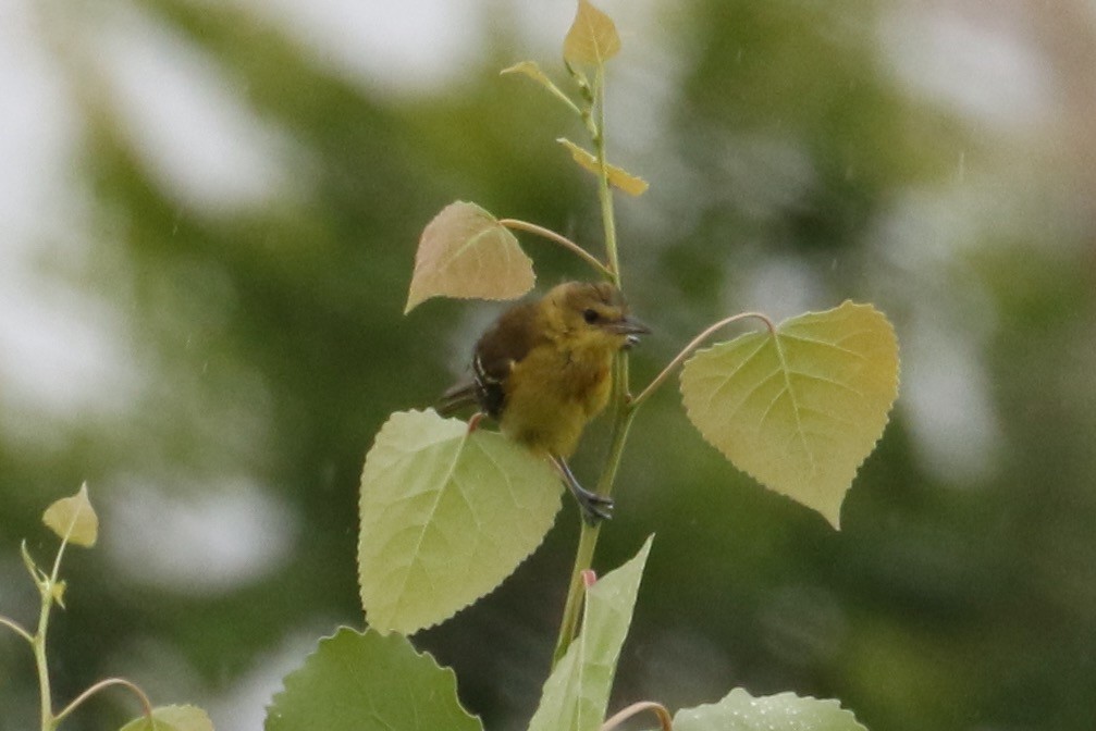 ml478572881-orchard-oriole-macaulay-library