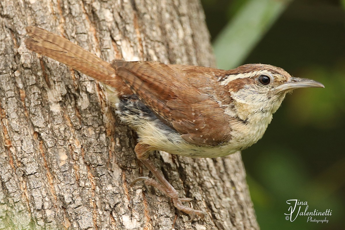 Carolina Wren - ML478575211