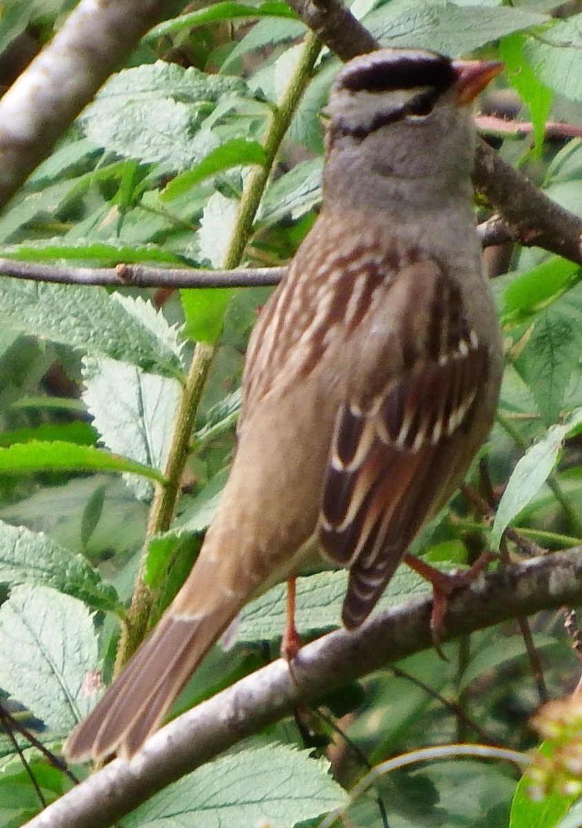 White-crowned Sparrow - ML47857601