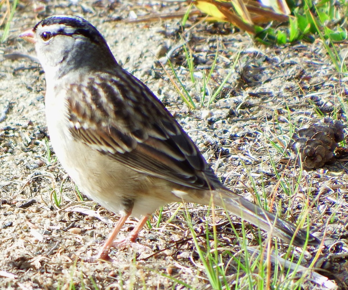 White-crowned Sparrow - ML47857641