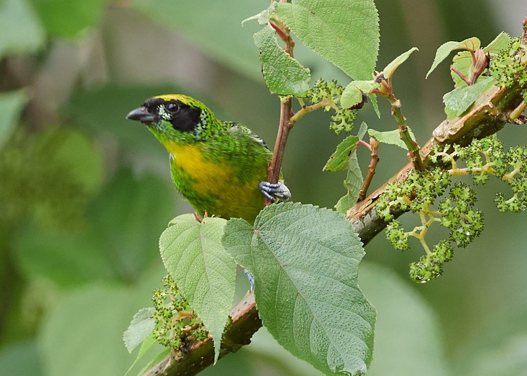 Green-and-gold Tanager - ML478577161