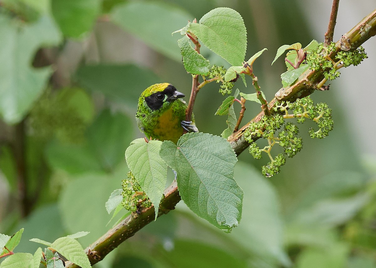 Green-and-gold Tanager - ML478577181