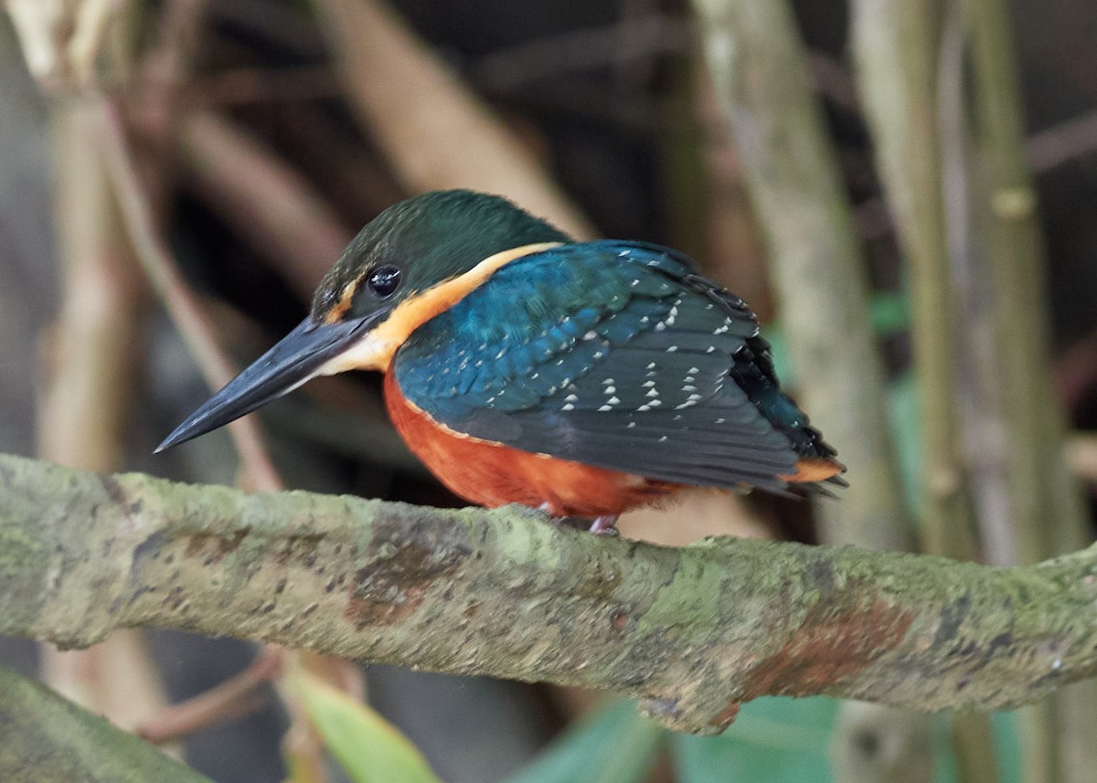 Green-and-rufous Kingfisher - Randy Countryman