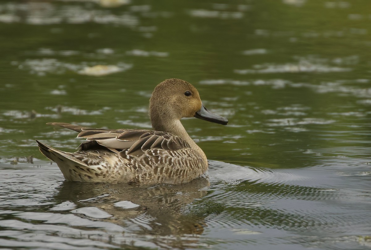 Northern Pintail - Kathryn Keith
