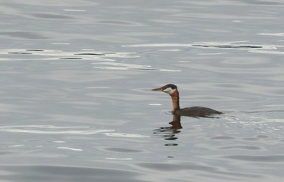 Red-necked Grebe - ML478584971