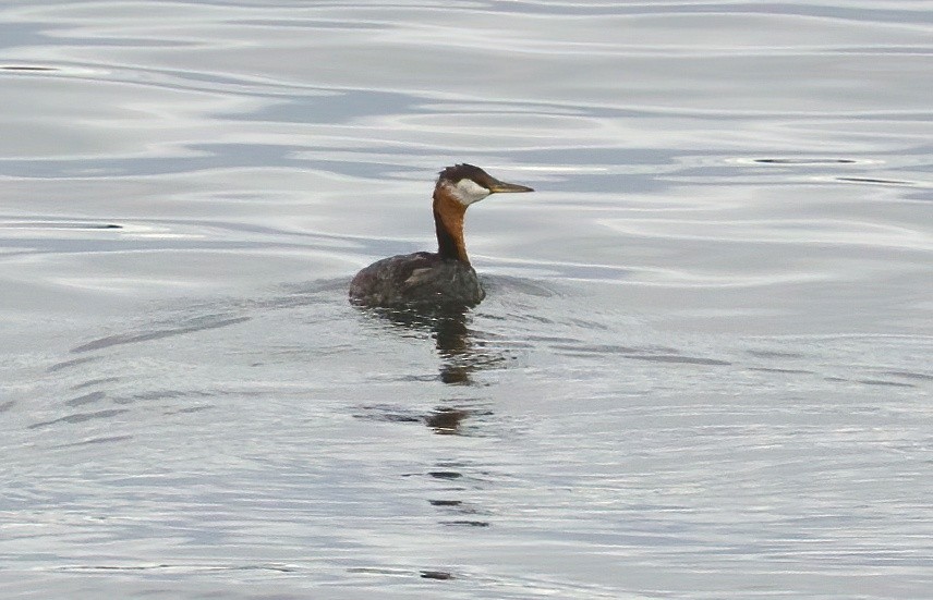 Red-necked Grebe - Kathryn Keith