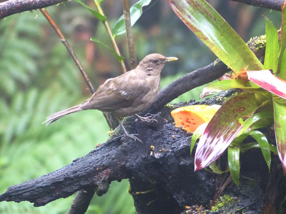Clay-colored Thrush - Magui Rojas