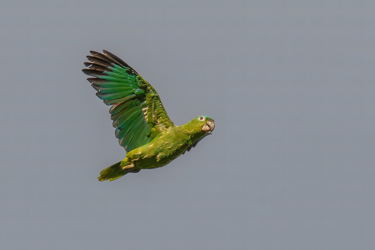 Mealy Parrot - ML478589601