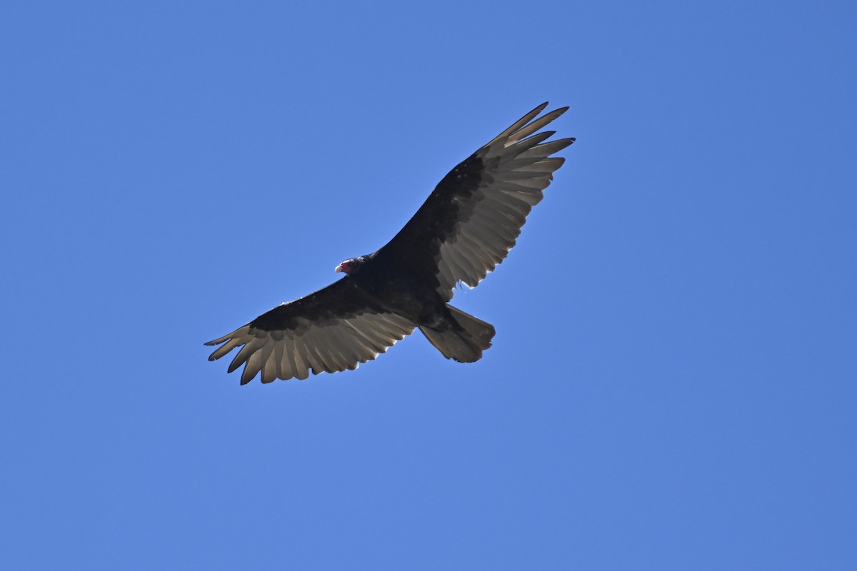 Turkey Vulture - ML478591811