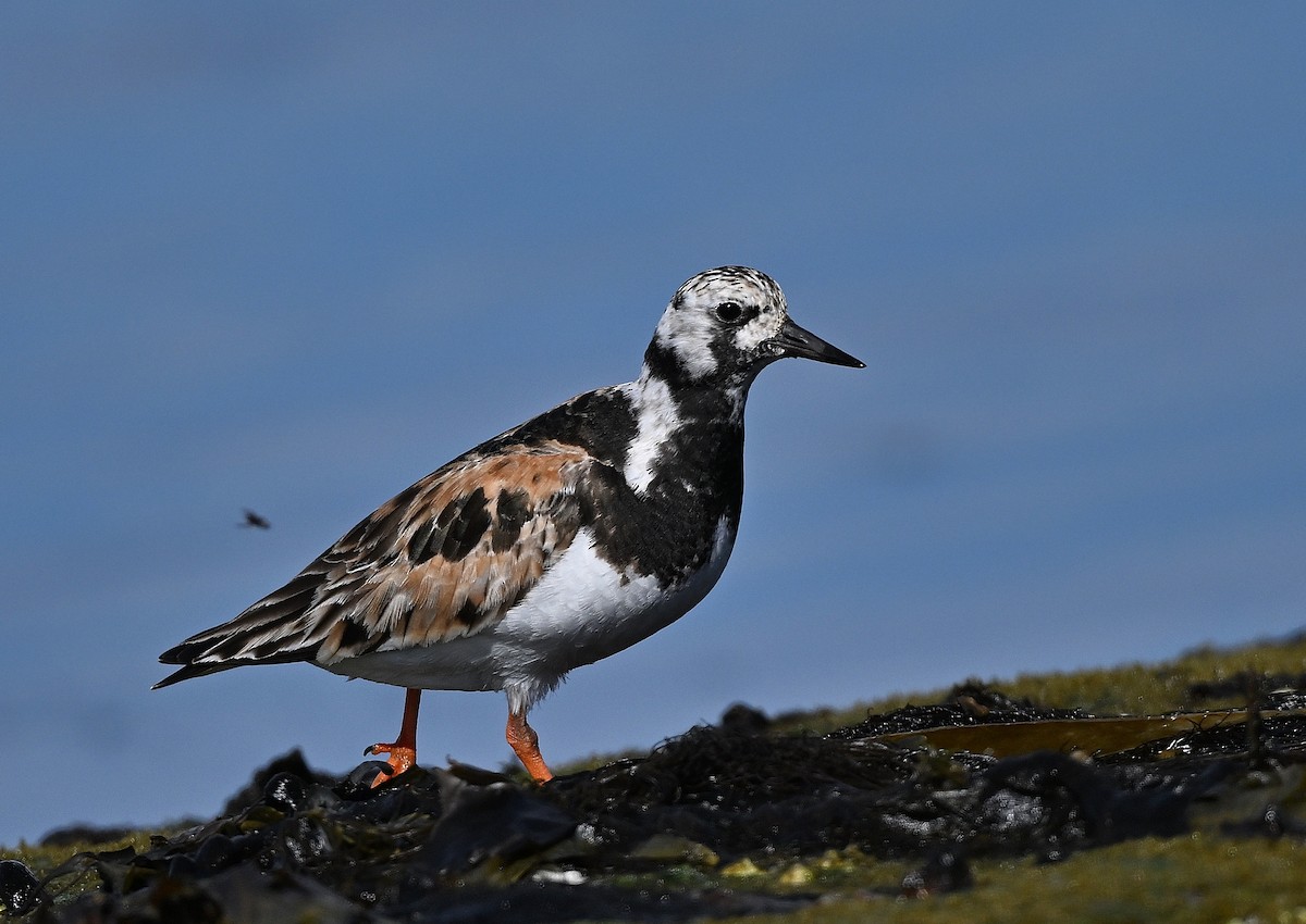 Ruddy Turnstone - André Lanouette