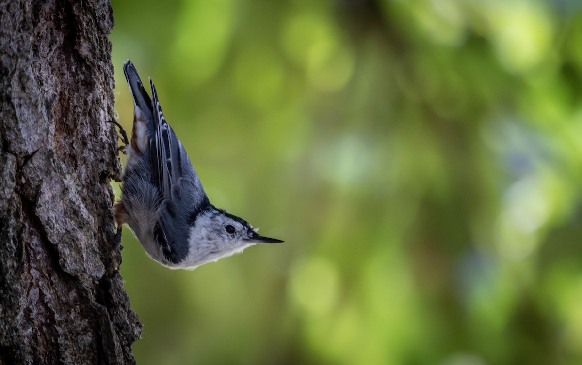 White-breasted Nuthatch - ML478595691