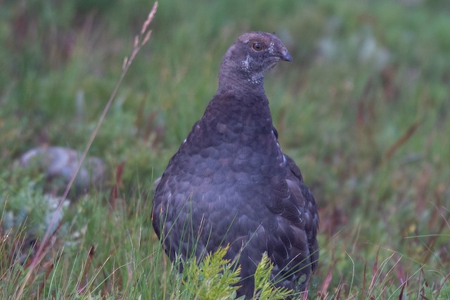 Sooty Grouse at Manning Park--Heather Trail by Chris McDonald