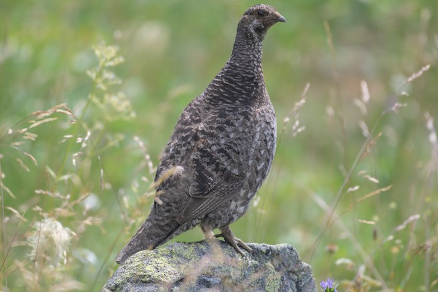 Dusky/Sooty Grouse at Manning Park--Heather Trail by Chris McDonald