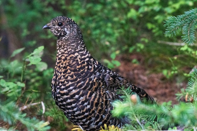Spruce Grouse at Manning Park--Heather Trail by Chris McDonald