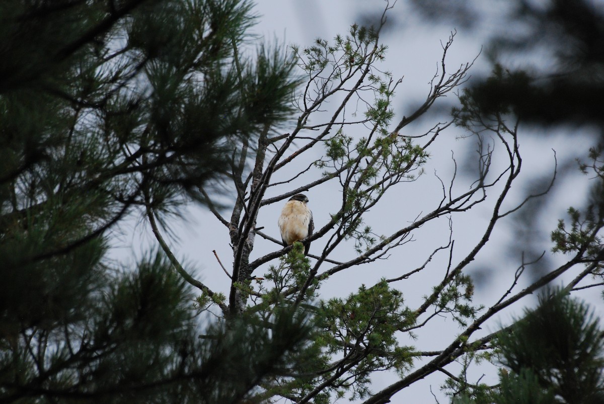eBird Checklist 25 Aug 2022 Mt. LemmonBear Wallow 12 species