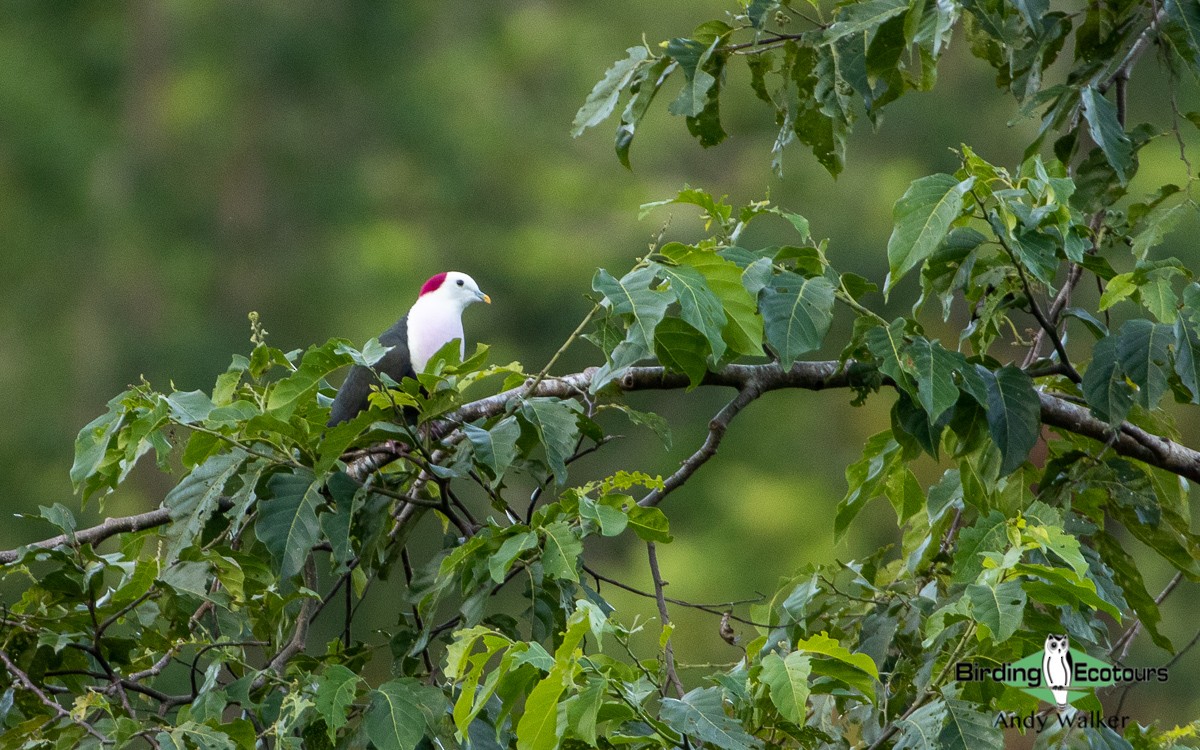 Red-naped Fruit-Dove - ML478603331