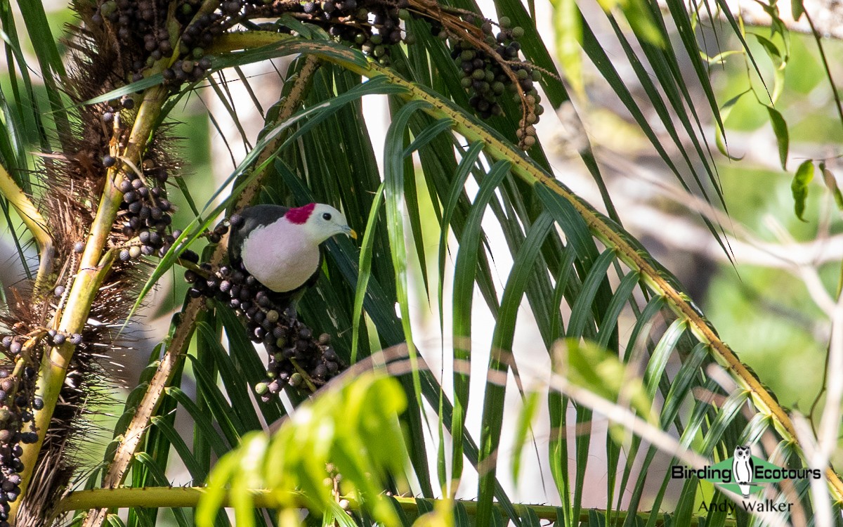Red-naped Fruit-Dove - Andy Walker - Birding Ecotours