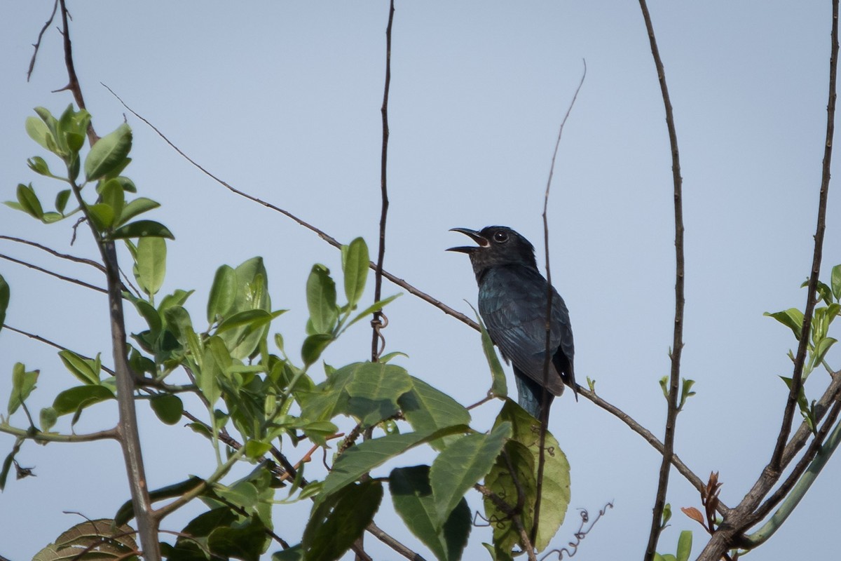 Square-tailed Drongo-Cuckoo - ML478604581
