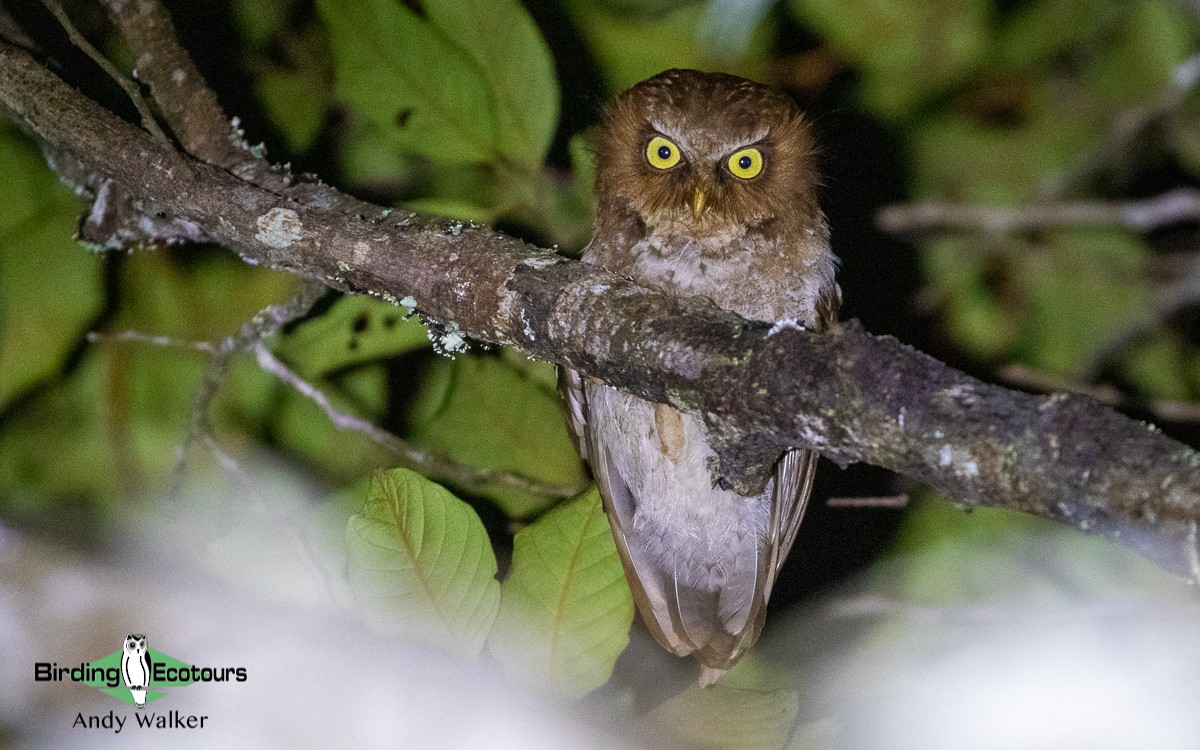 Flores Scops-Owl - Andy Walker - Birding Ecotours