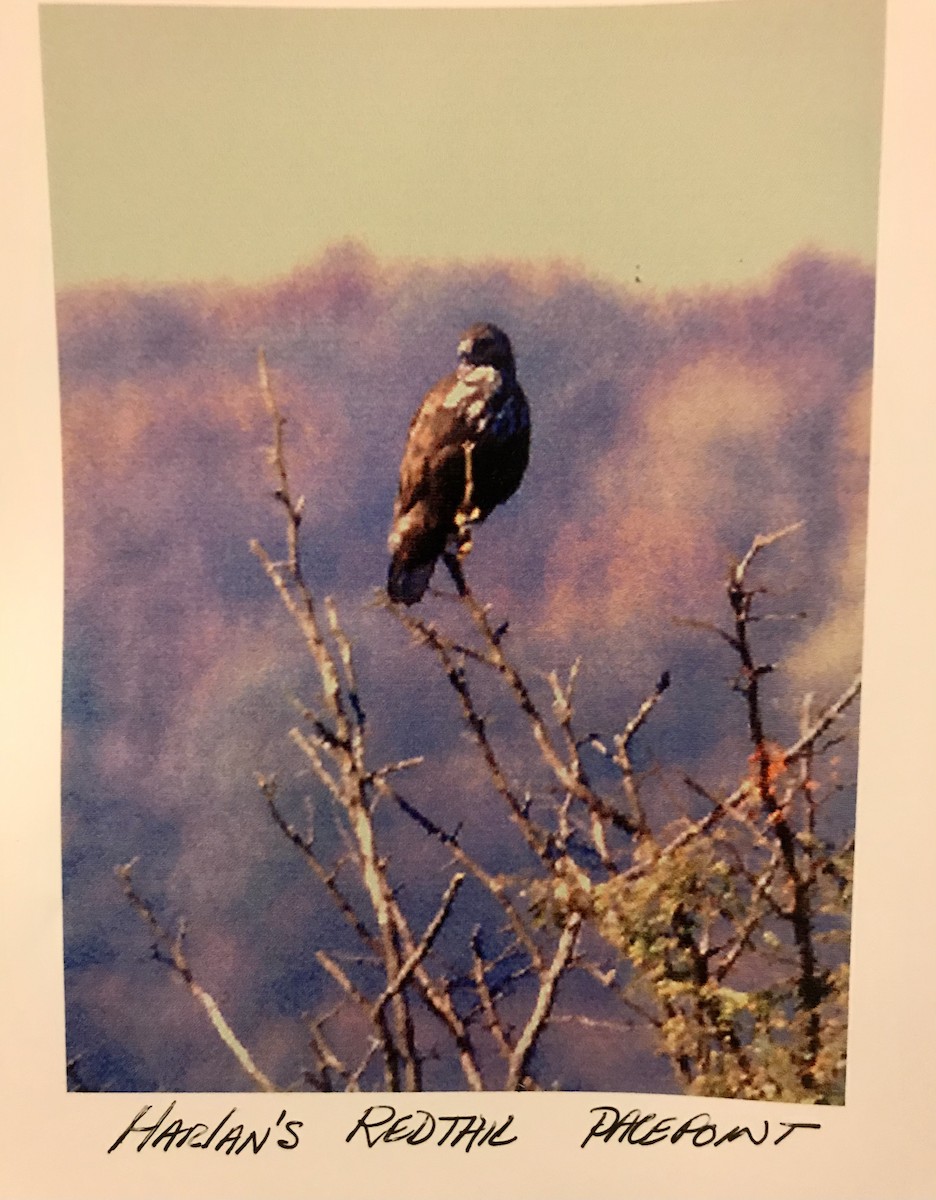 Red-tailed Hawk (Harlan's) - ML478611131