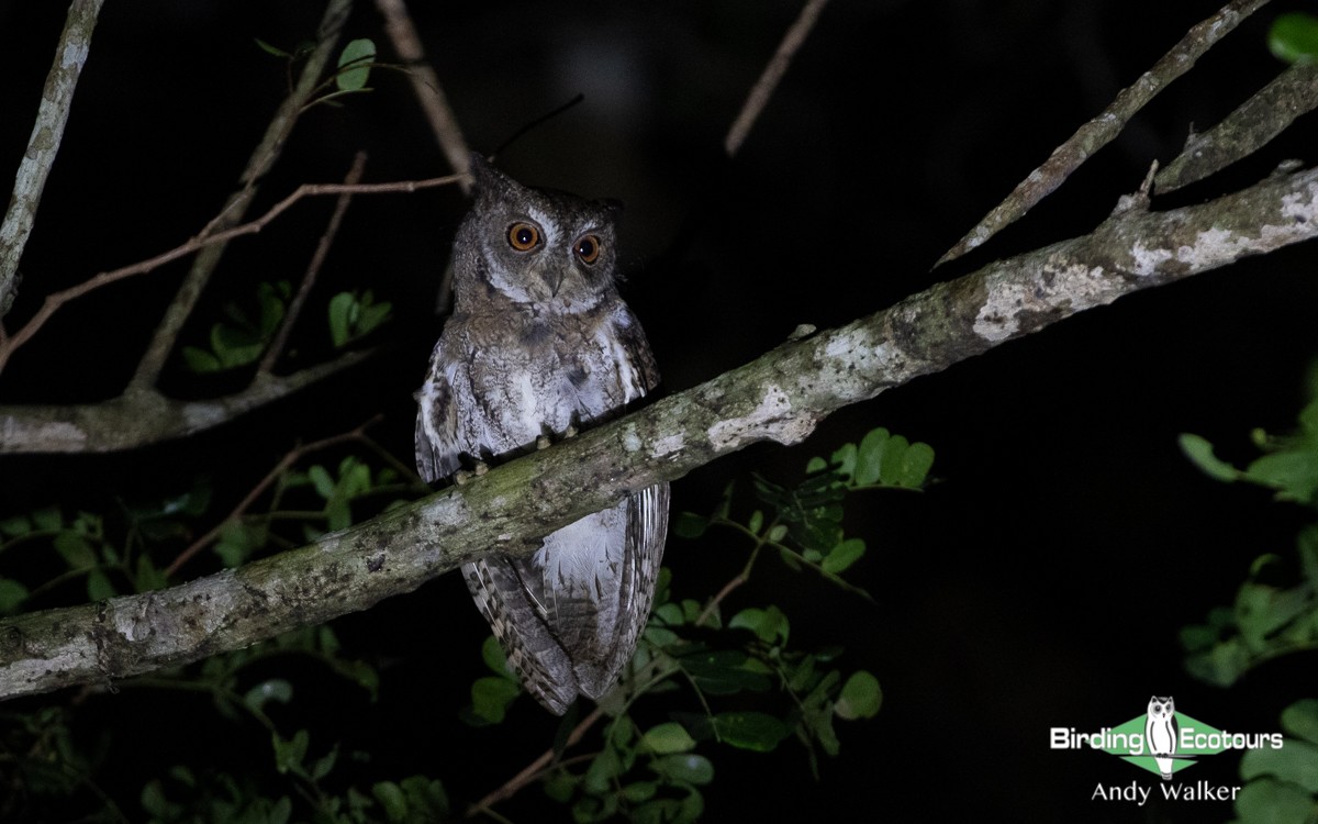 Moluccan Scops-Owl (Moluccan) - Andy Walker - Birding Ecotours