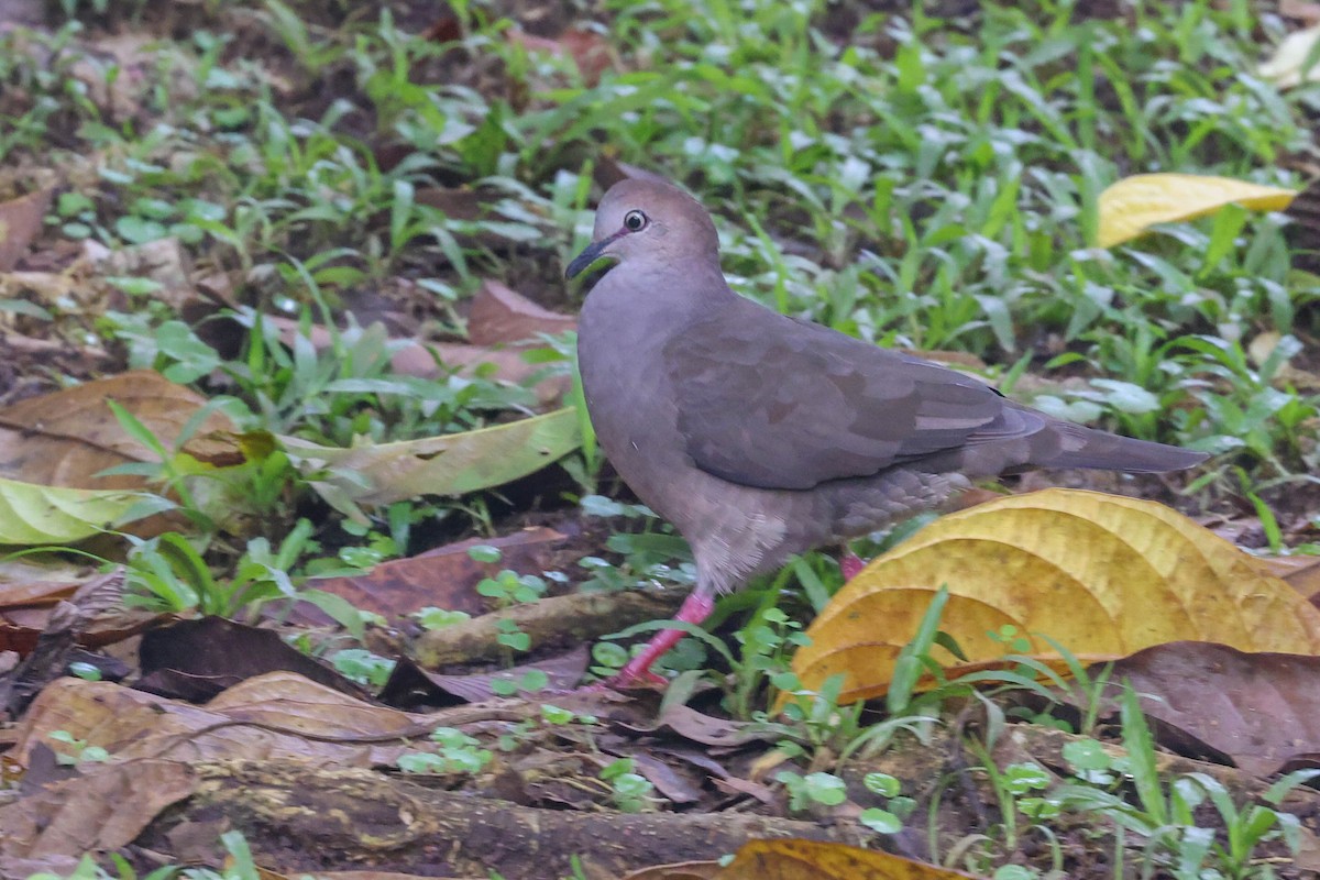 Gray-chested Dove - ML478614161