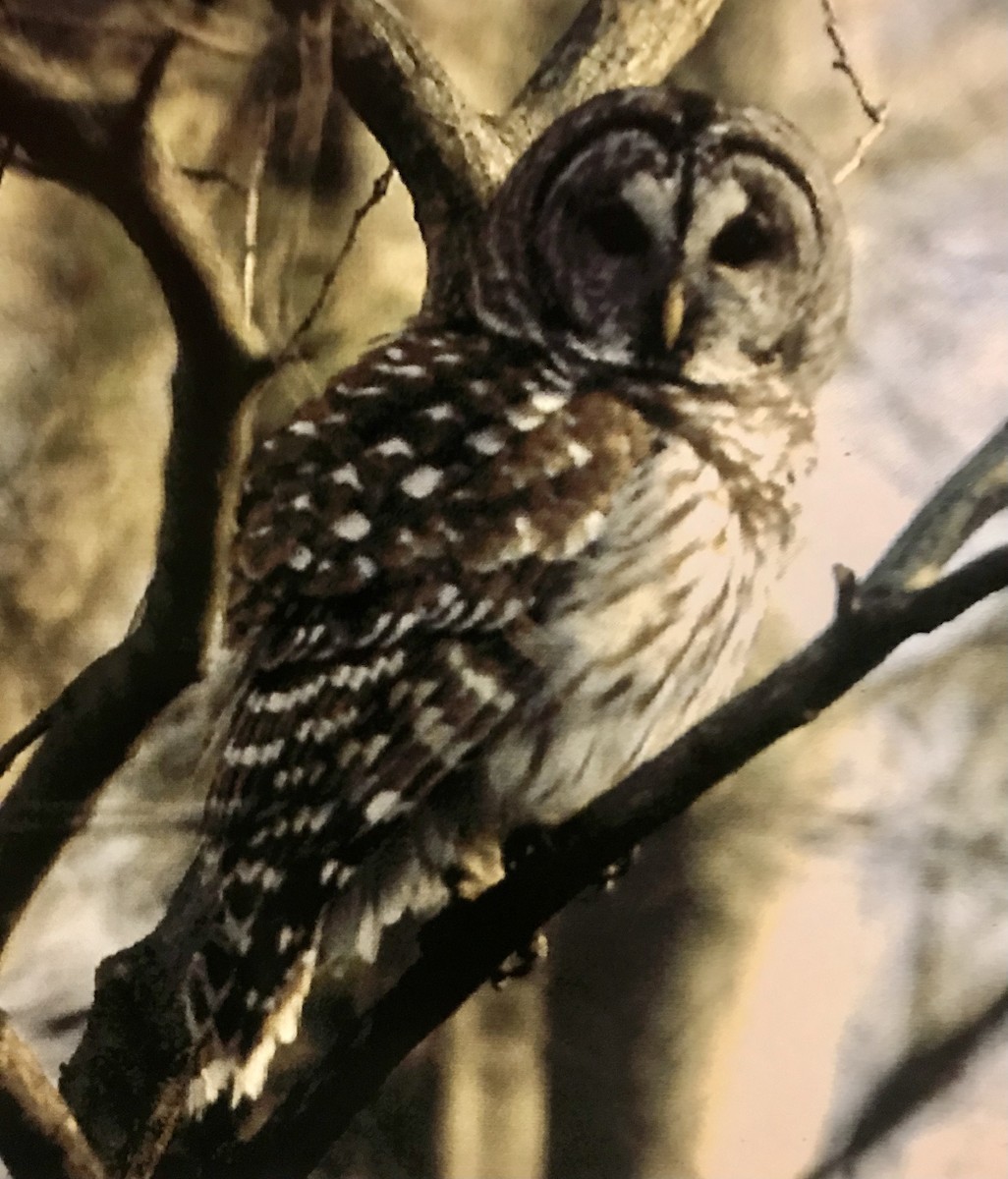 Barred Owl - ML478620061