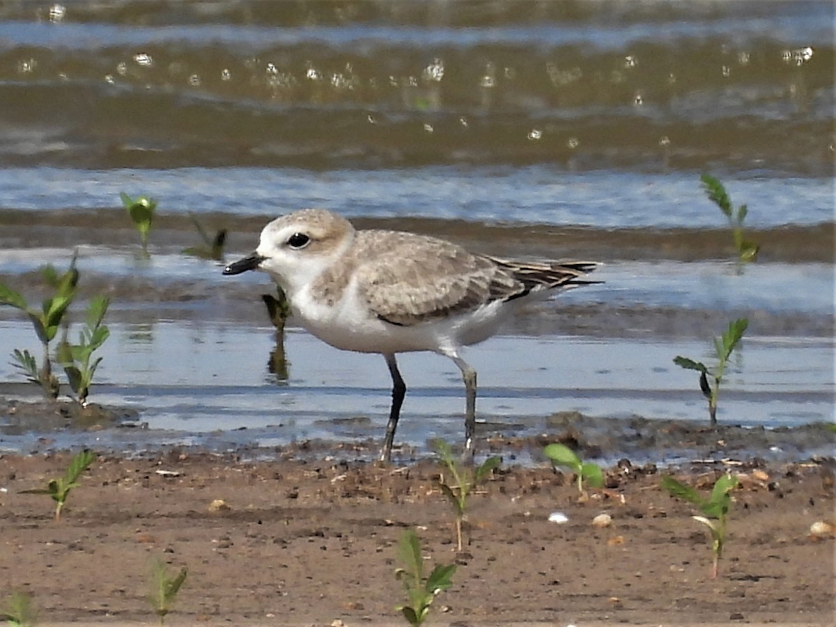 Ebird Checklist - 26 Aug 2022 - Benbrook Lake--north Holiday Park (day 