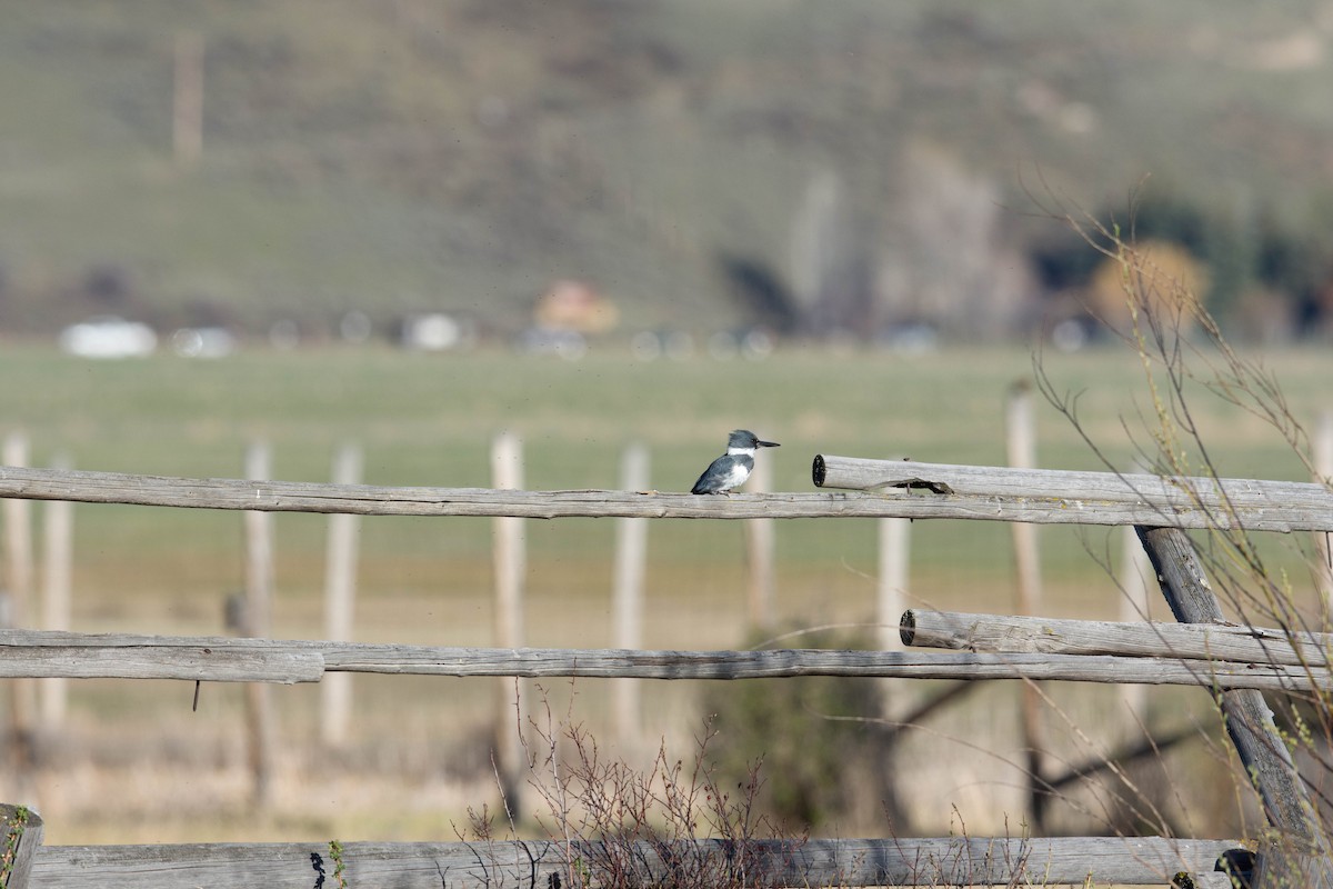 Belted Kingfisher - ML47862381