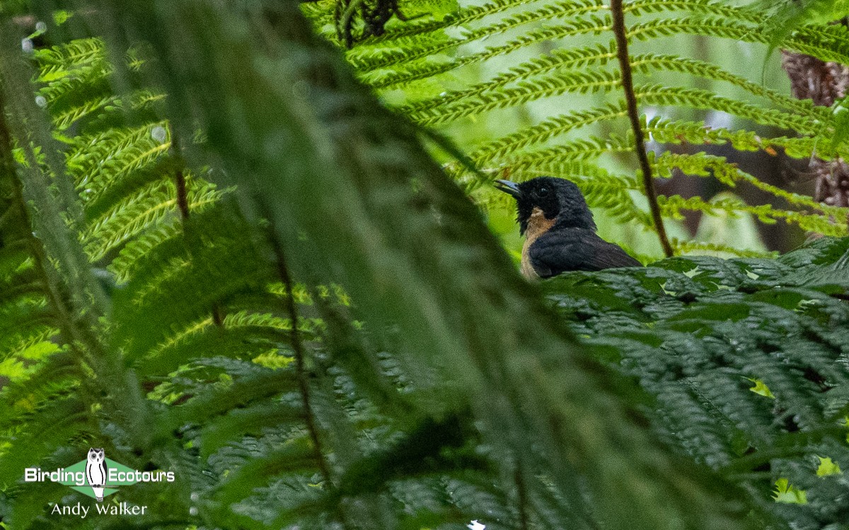 Spectacled Monarch (Halmahera) - ML478624501