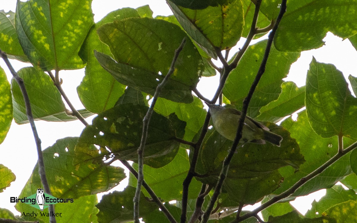 Island Leaf Warbler (Halmahera) - ML478624591
