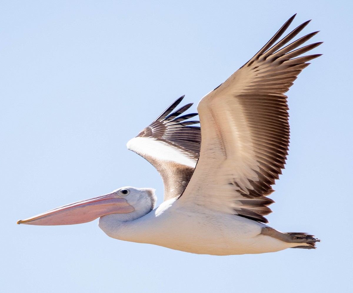 pelikán australský - ML478626171
