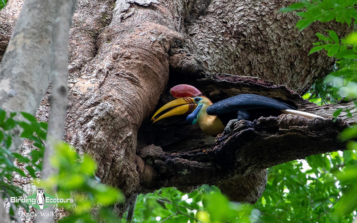 Knobbed Hornbill - Andy Walker - Birding Ecotours