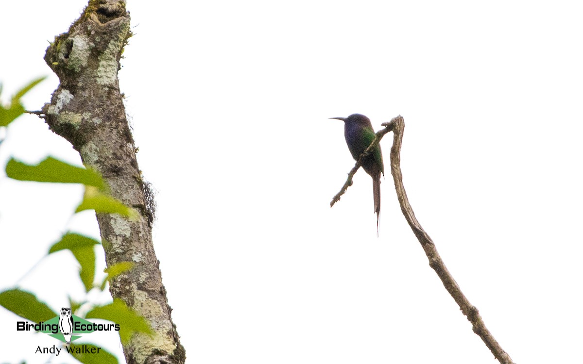 Purple-bearded Bee-eater - ML478628401