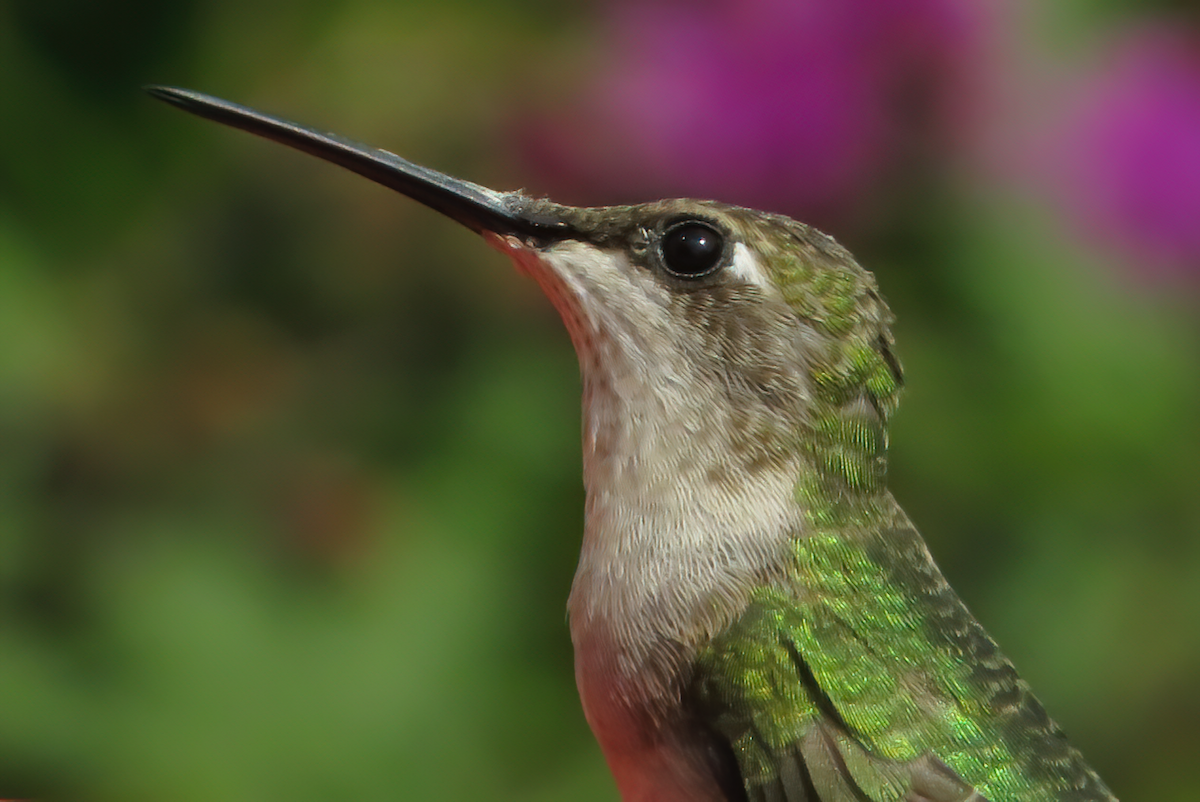 Ruby-throated Hummingbird - ML478629811
