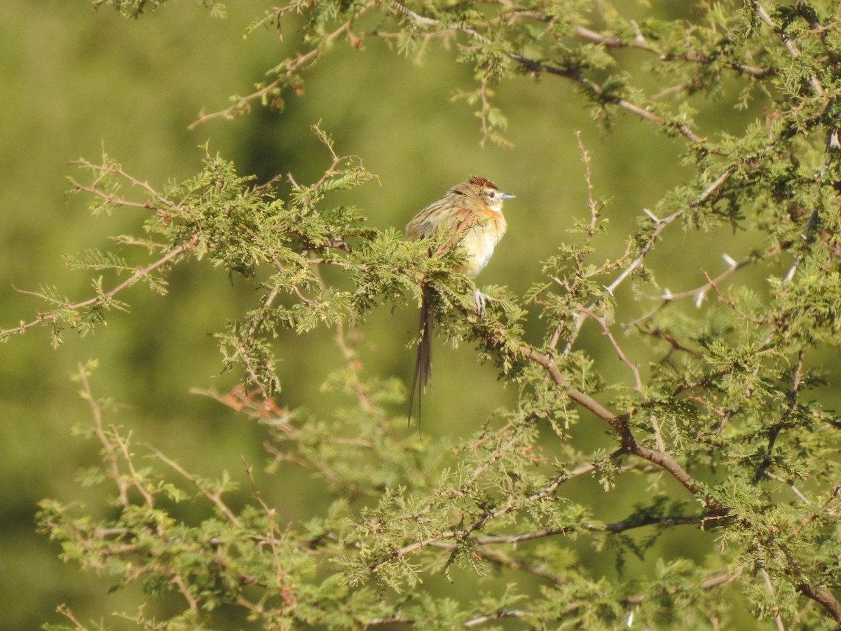 Chotoy Spinetail - ML478631821