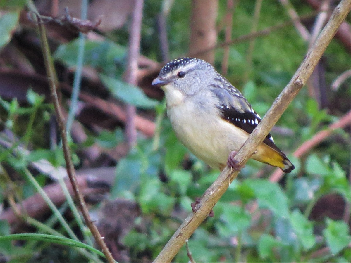 Spotted Pardalote - ML478632471