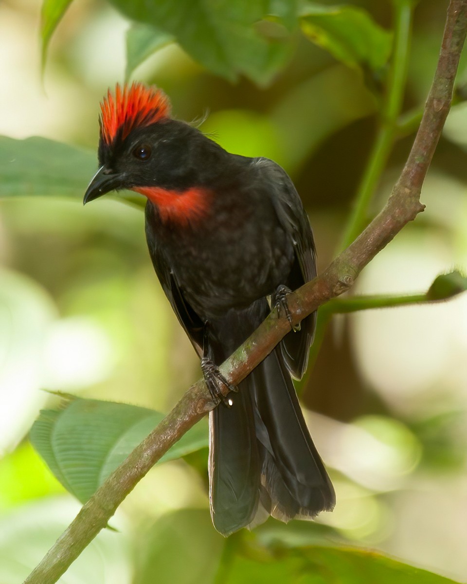 Sooty Ant-Tanager - ML478632771