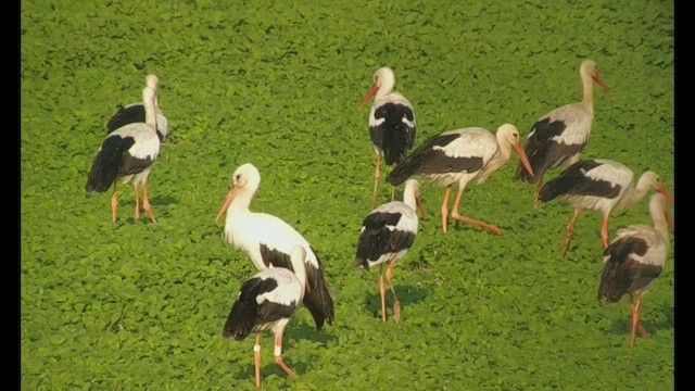 White Stork - ML478638591