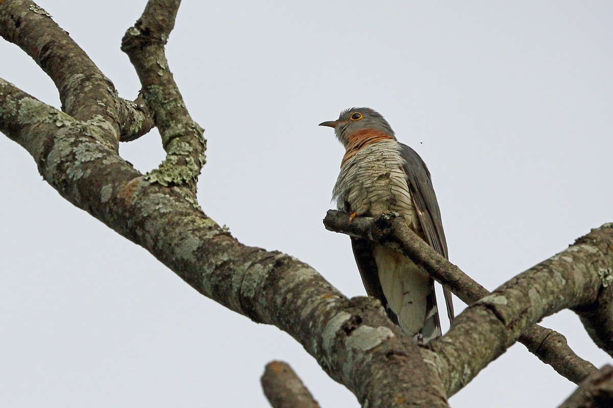 Red-chested Cuckoo - Nigel Voaden