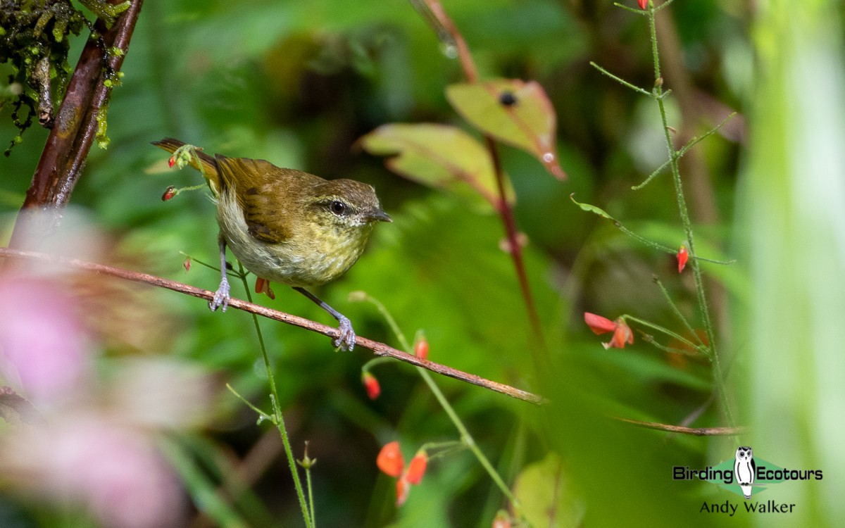 Sulawesi Leaf Warbler - Andy Walker - Birding Ecotours