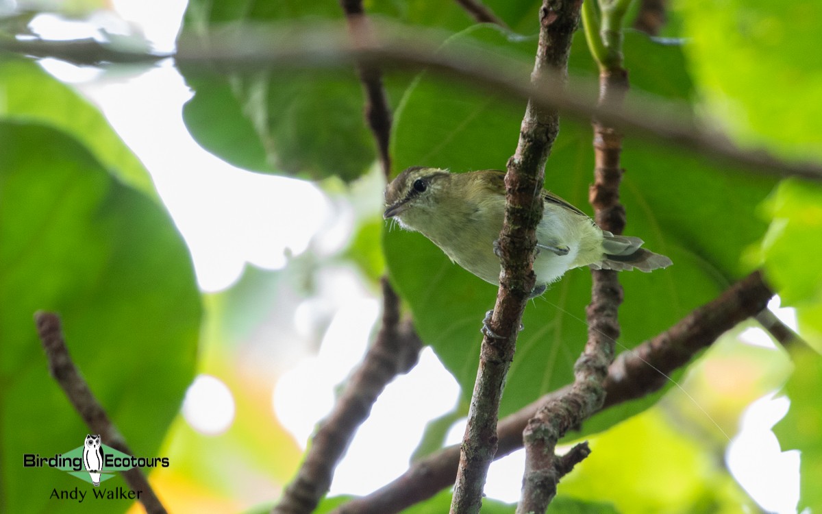 Lompobattang Leaf Warbler - Andy Walker - Birding Ecotours