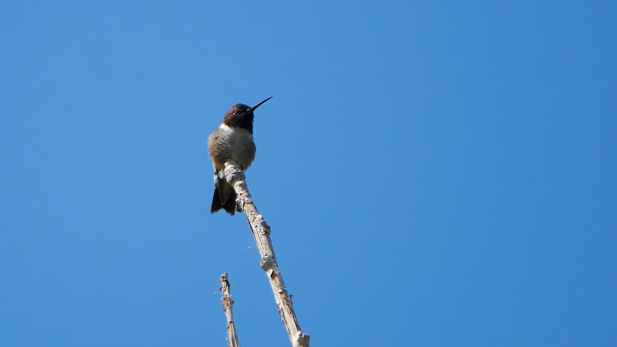 Black-chinned Hummingbird - ML478643741